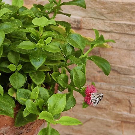 Balcon De La Villa ปรีเอโก เด กอร์โดบา ภายนอก รูปภาพ