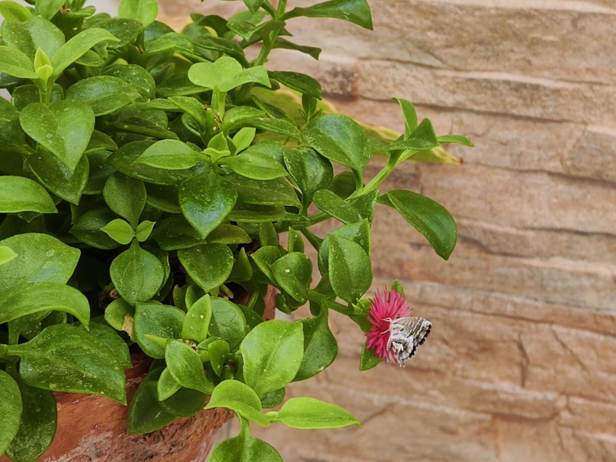 Balcon De La Villa ปรีเอโก เด กอร์โดบา ภายนอก รูปภาพ